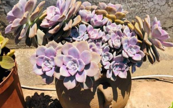 8种多肉植物 秋天晒晒太阳就上色 现在入手正适合 全网搜