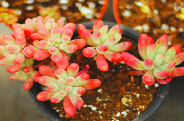 8种多肉植物 秋天晒晒太阳就上色 现在入手正适合 全网搜