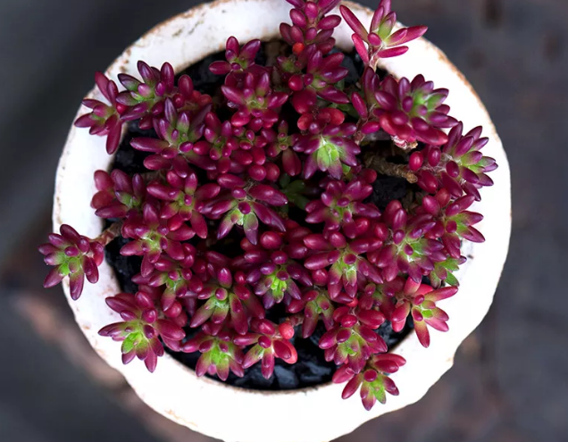 6种多肉植物最好养 新手也不担心会养死 热点讯息网