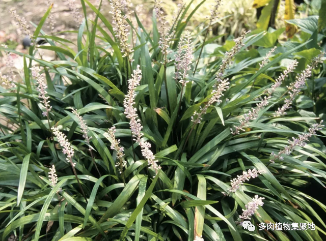 在竹林里，有1种珍贵的野生植物，小块根是“中药”，如今罕见！