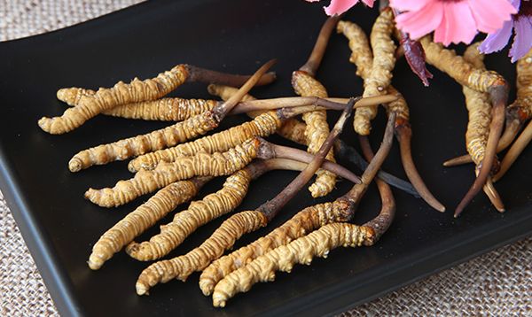 温补肾阳用什么泡茶喝？11种有效补肾阳的中药材