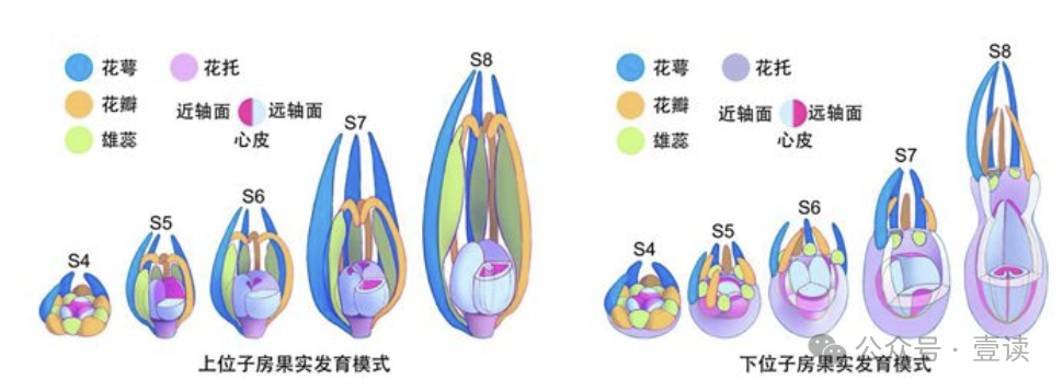 图源：中国农业科学院官网