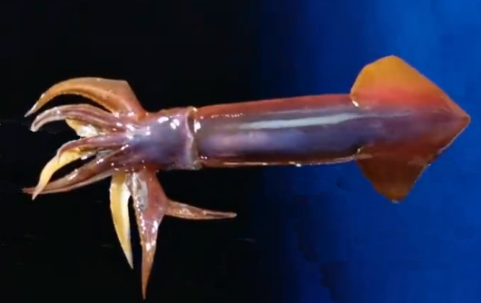 鸢乌贼南海最具开发潜力的渔业资源