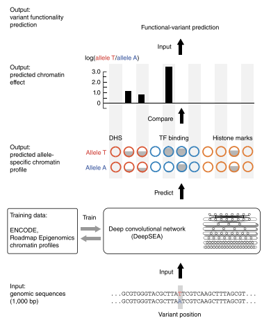 深度学习：AI基因组学｜1月精讲