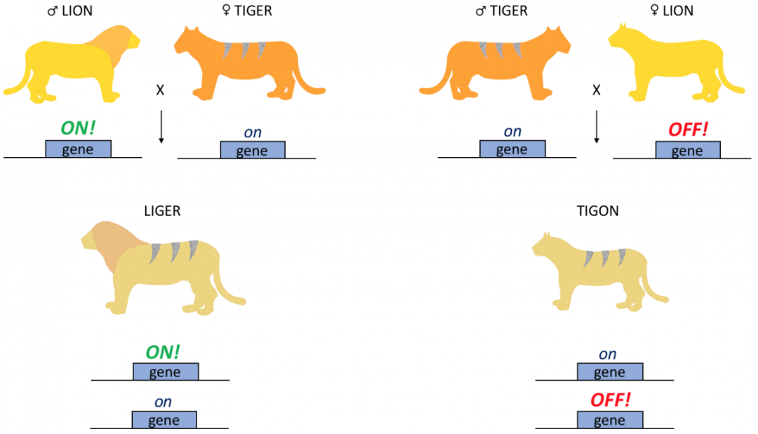 他们说世界上只有一只 虎狮虎 我却发现了十只 译问
