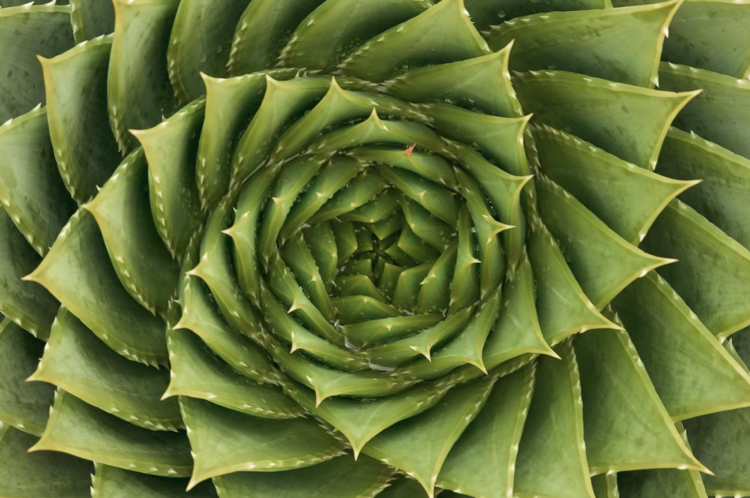 生灵包括动物吗_世间生物都有灵_生物有灵性