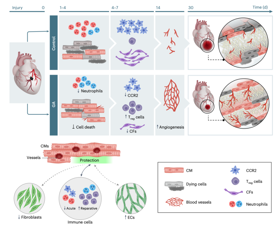 GA對(duì)損傷心臟的多效有益作用模式