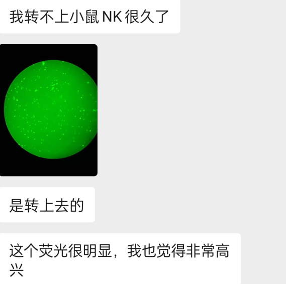 ProteanFect高效轉(zhuǎn)染小鼠原代T細胞、NK細胞及γδT細胞