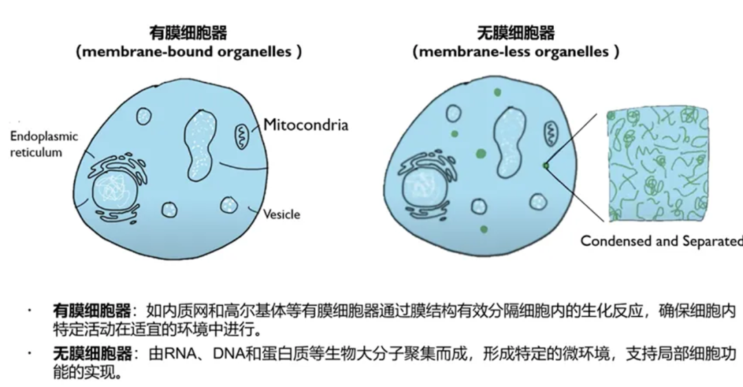 ProteanFect高效轉(zhuǎn)染小鼠原代T細胞、NK細胞及γδT細胞