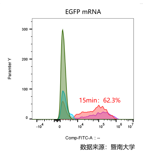 ProteanFect高效轉(zhuǎn)染小鼠原代T細胞、NK細胞及γδT細胞