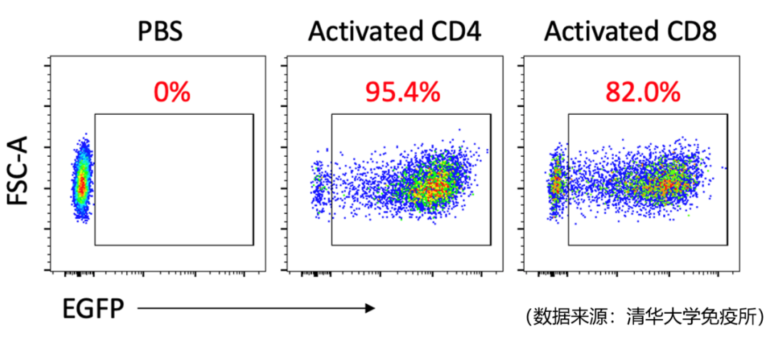 ProteanFect高效轉(zhuǎn)染小鼠原代T細胞、NK細胞及γδT細胞