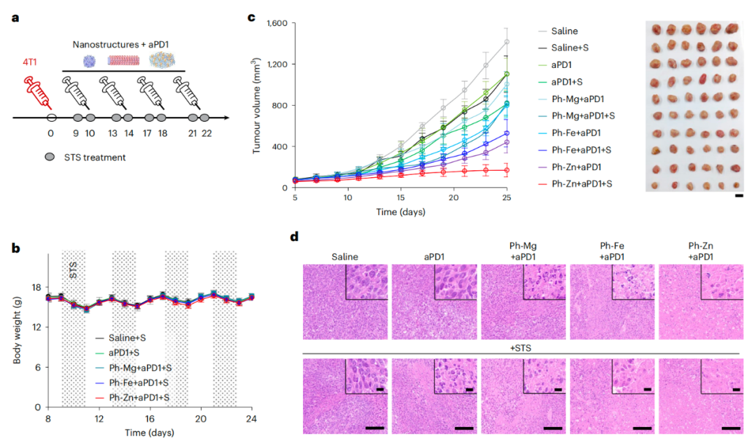 納米結(jié)構(gòu)增強ICB治療