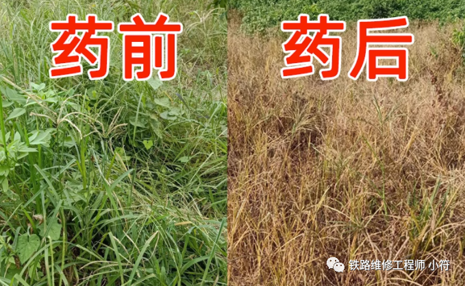 蒲公英地里有草打什么除草剂好_蒲公英田除草剂_蒲公英专用除草剂