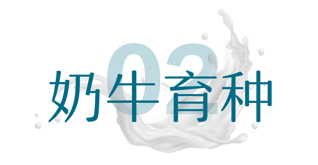 奶牛育种.png