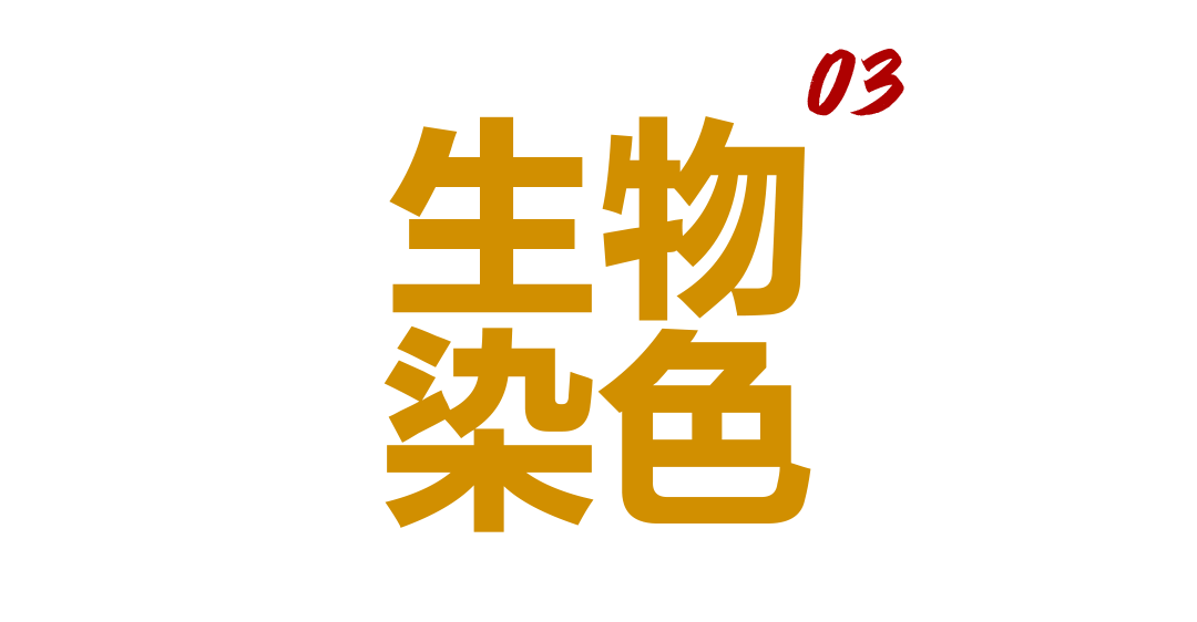 染色.png
