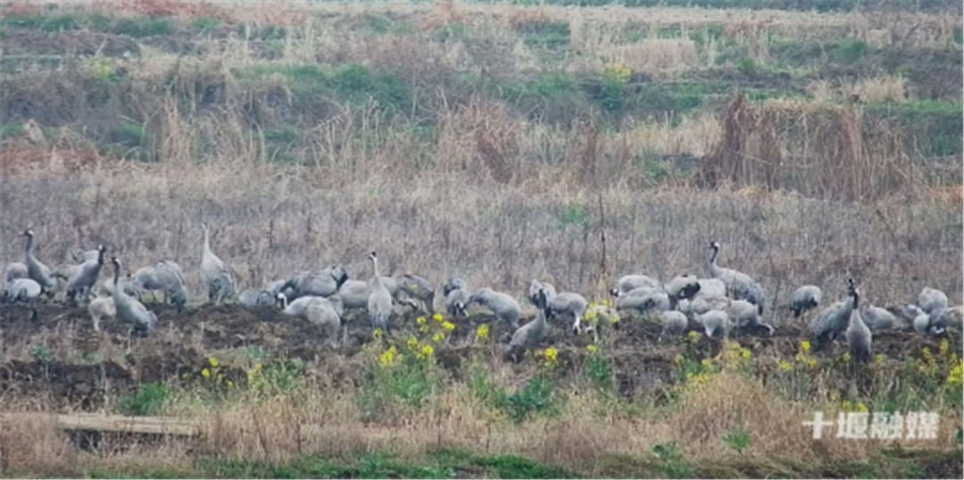 太罕见了！它们在十堰这里大规模聚集