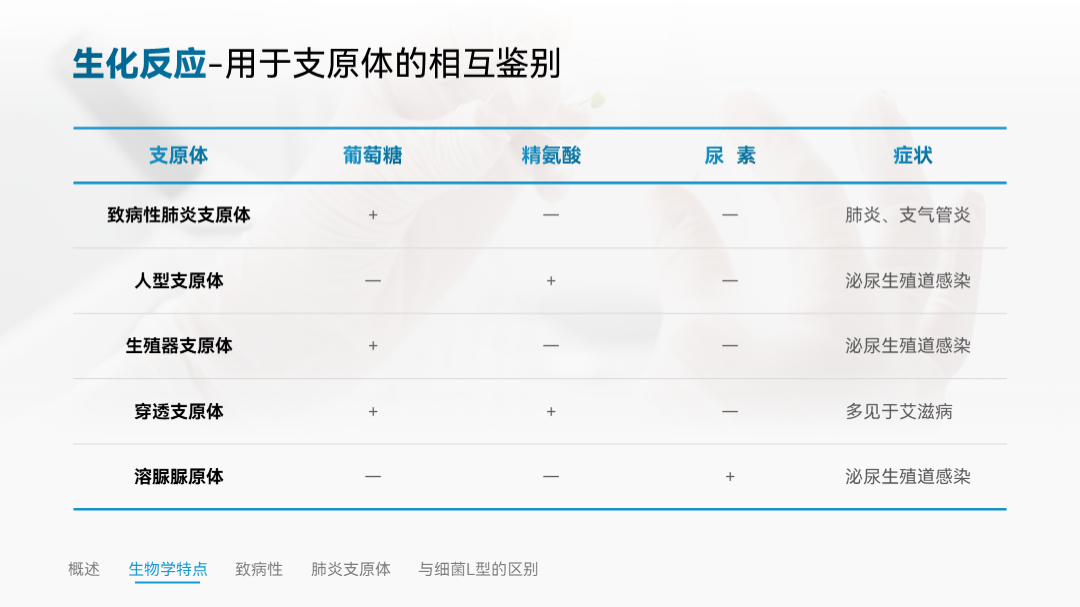 ppt怎么加表格