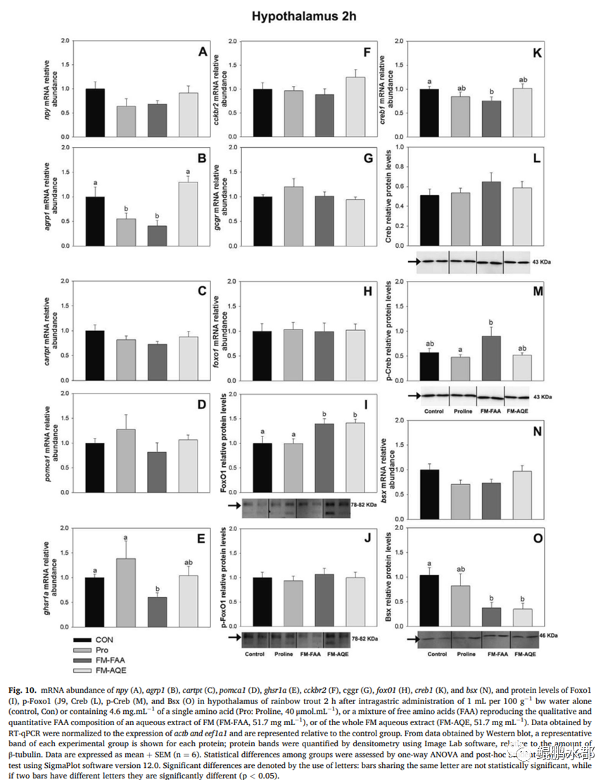 ser氨基酸_支链氨基酸与3a氨基酸_生酮氨基酸生糖氨基酸
