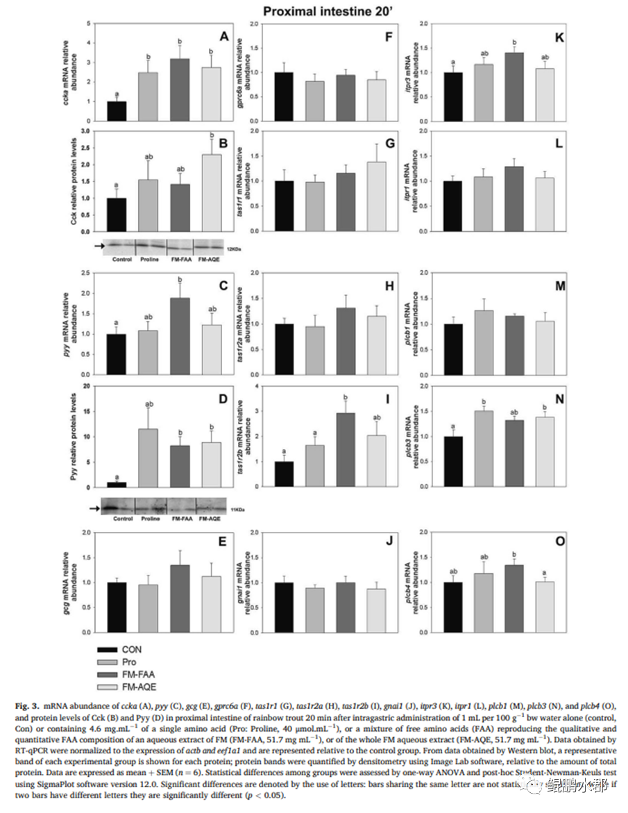 ser氨基酸_支链氨基酸与3a氨基酸_生酮氨基酸生糖氨基酸