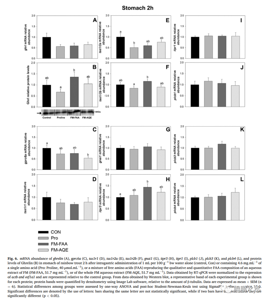 支链氨基酸与3a氨基酸_生酮氨基酸生糖氨基酸_ser氨基酸