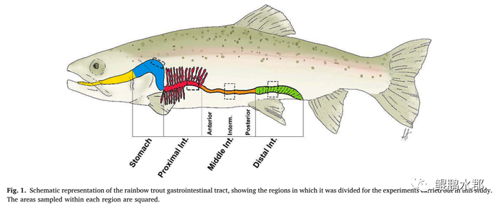ser氨基酸 （文献解读：王银）虹鳟（Oncorhynchus mykiss）对鱼粉水提取物及