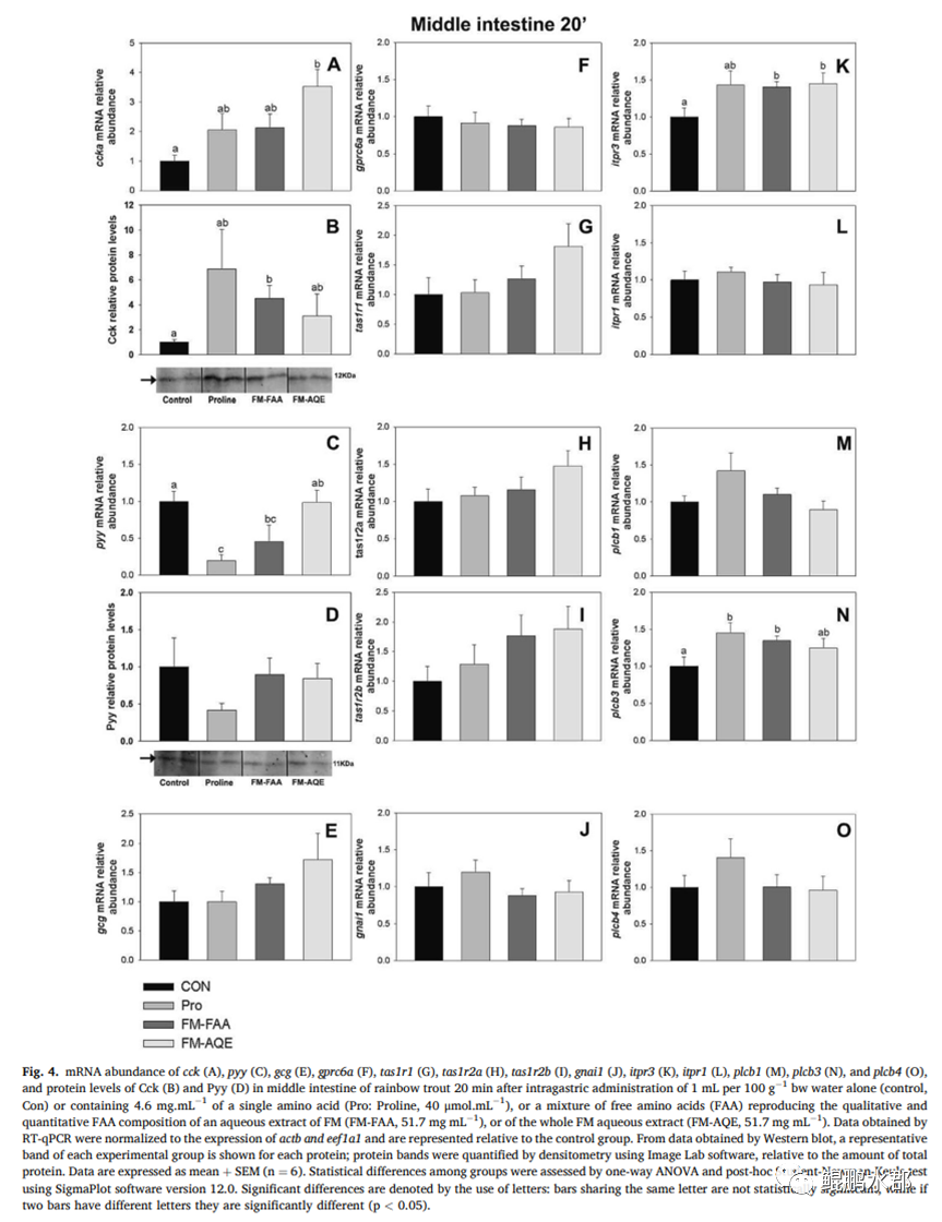 支链氨基酸与3a氨基酸_生酮氨基酸生糖氨基酸_ser氨基酸