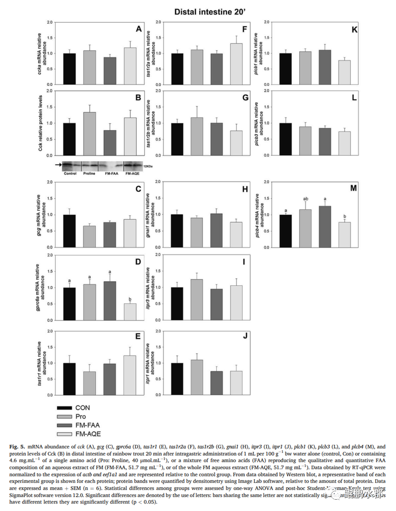生酮氨基酸生糖氨基酸_支链氨基酸与3a氨基酸_ser氨基酸
