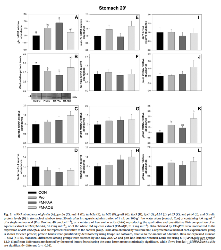 生酮氨基酸生糖氨基酸_ser氨基酸_支链氨基酸与3a氨基酸