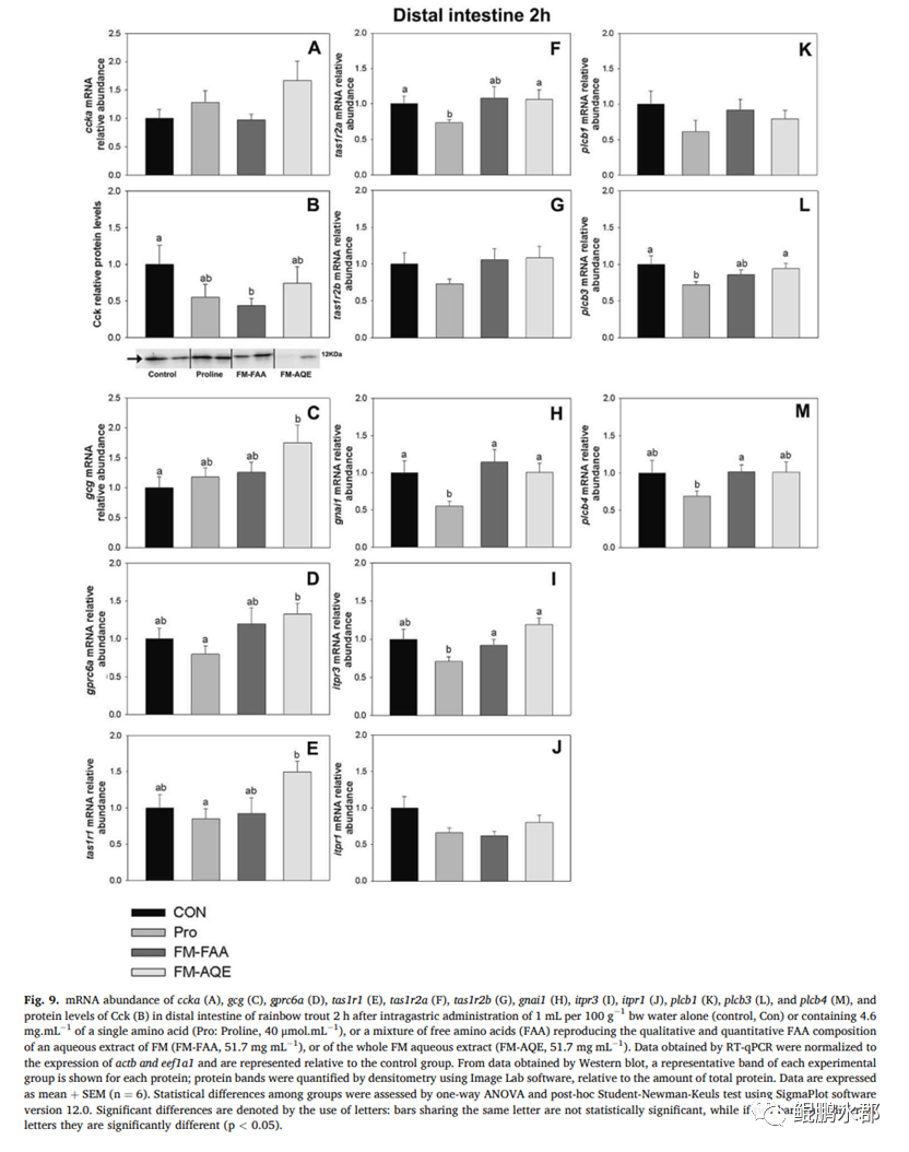 ser氨基酸_支链氨基酸与3a氨基酸_生酮氨基酸生糖氨基酸