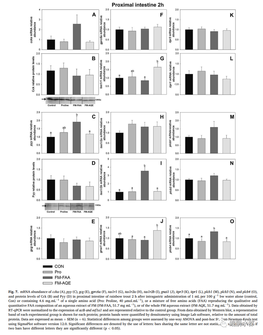 生酮氨基酸生糖氨基酸_ser氨基酸_支链氨基酸与3a氨基酸