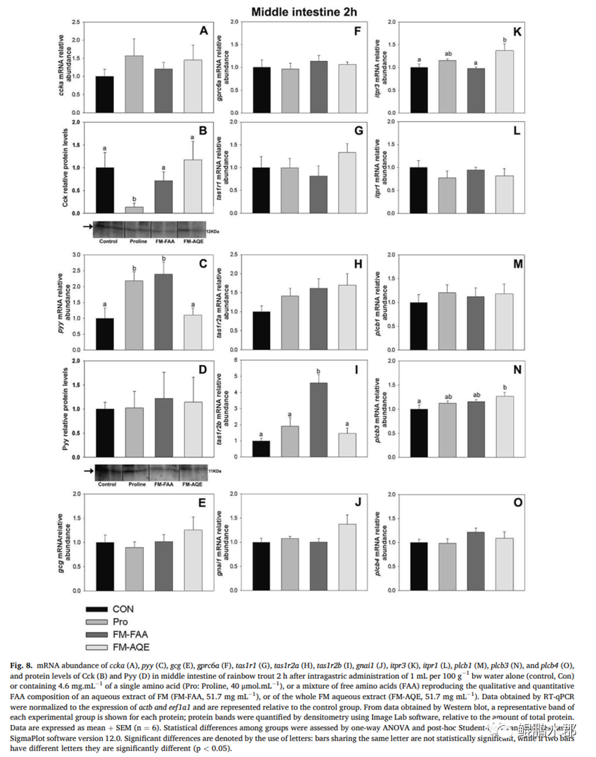 ser氨基酸_支链氨基酸与3a氨基酸_生酮氨基酸生糖氨基酸