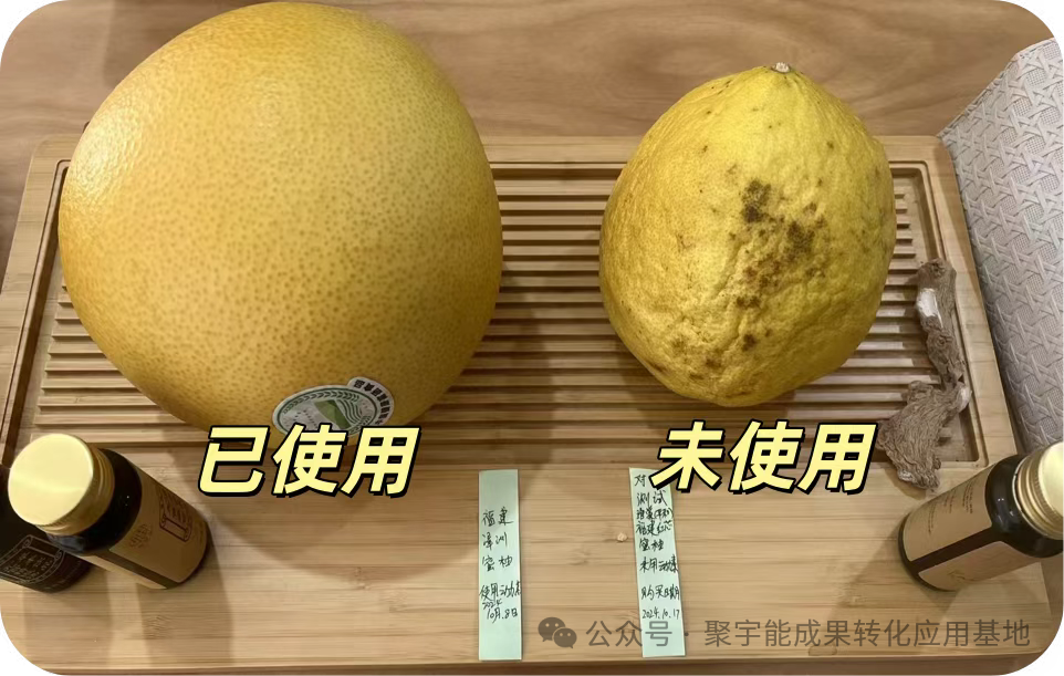 聚宇能黑金动力素助力漳州柚子种植(图5)