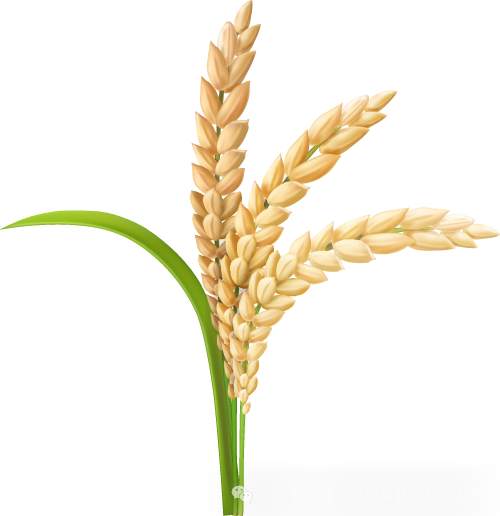 从元素到气，农产品如何“回归本味”？土壤生命动力元素成提升品质关键(图1)