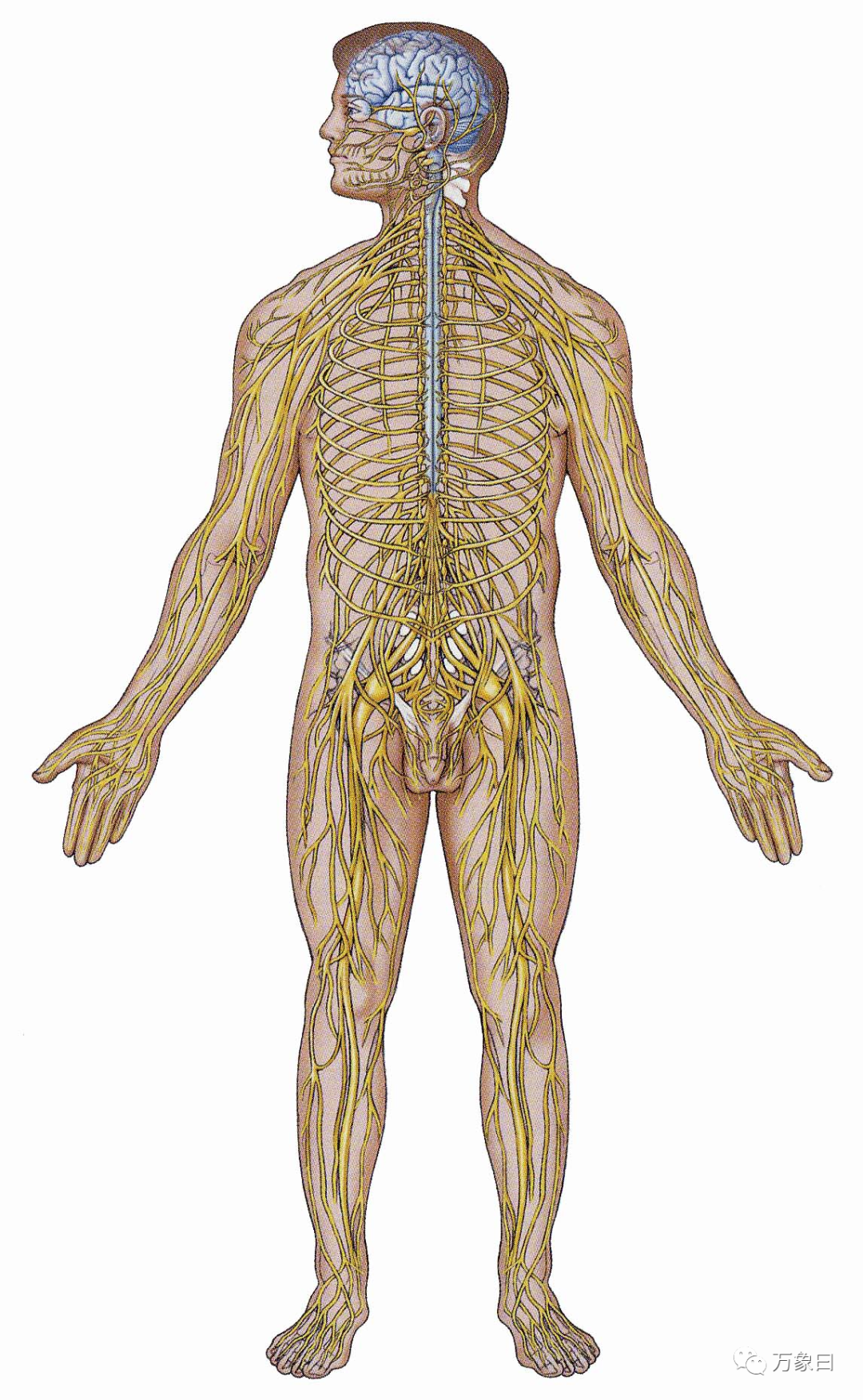 人体中枢神经示意图图片