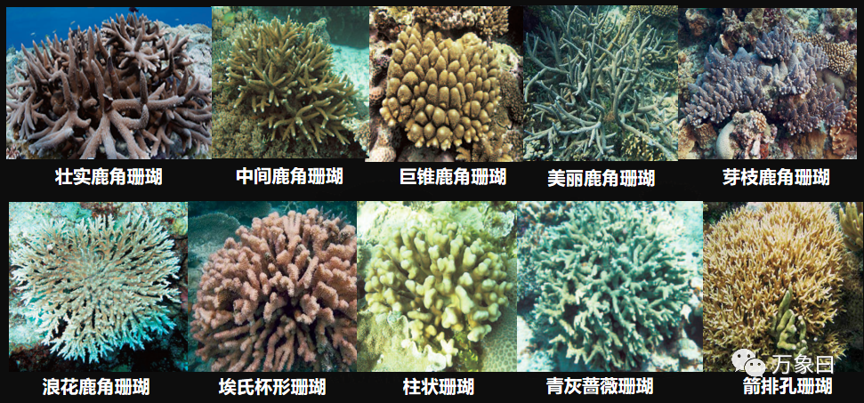 珊瑚是动物还是植物为啥会有多种颜色