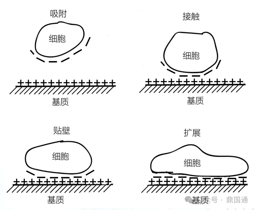 潔特上新 | 多聚-D-賴氨酸包被表面產(chǎn)品