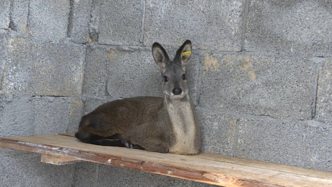 新春走基层丨林麝带来的黄金机遇