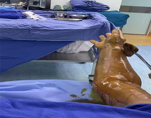 介入怎么进导管带您走进介入手术室，近距离了解冠脉介入手术_https://www.jmylbn.com_新闻资讯_第1张