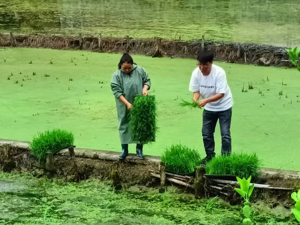 金堡镇:水稻抛秧忙,农田换新装