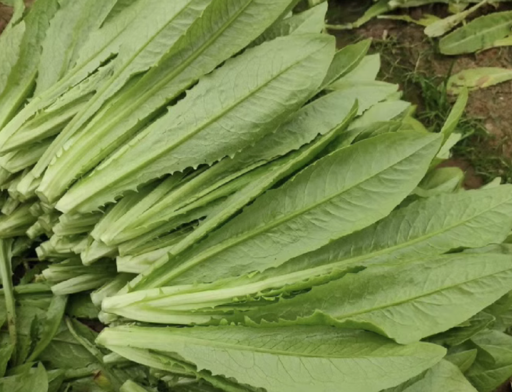 油麦菜的药用价值和功效与作用以及营养价值