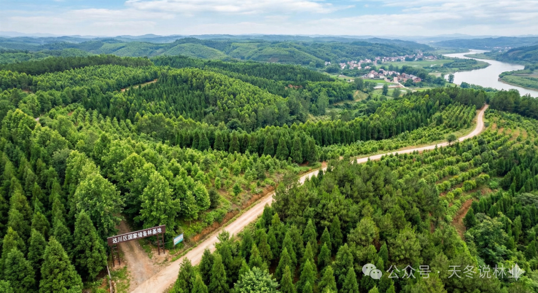 森林里藏着下一个万亿风口？