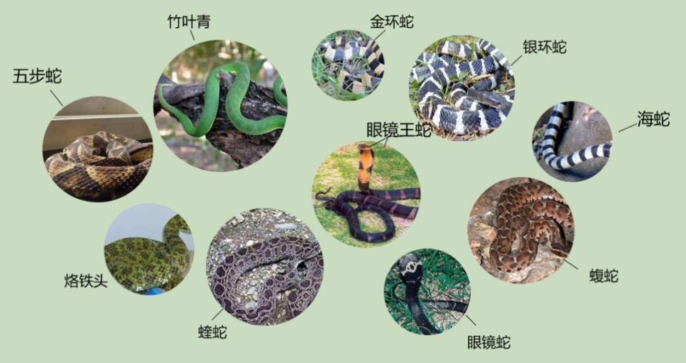 70斤蟒蛇生吞30斤羊