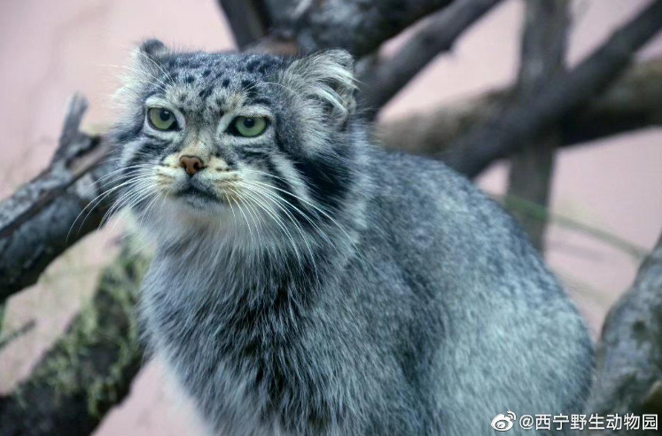 听说现在流行逛动物园？热度堪比迪士尼