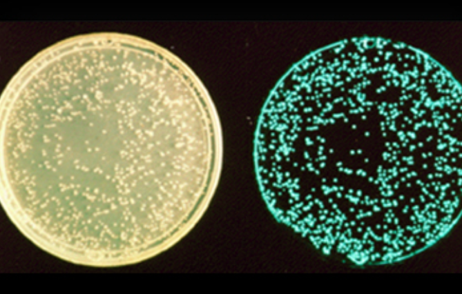 应用 | Microtox 生物毒性分析技术助力突发水污染事件快速响应