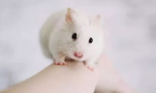 金丝熊身上有大量病毒_米熊和金丝熊那个温顺_金丝熊和虎纹熊交配