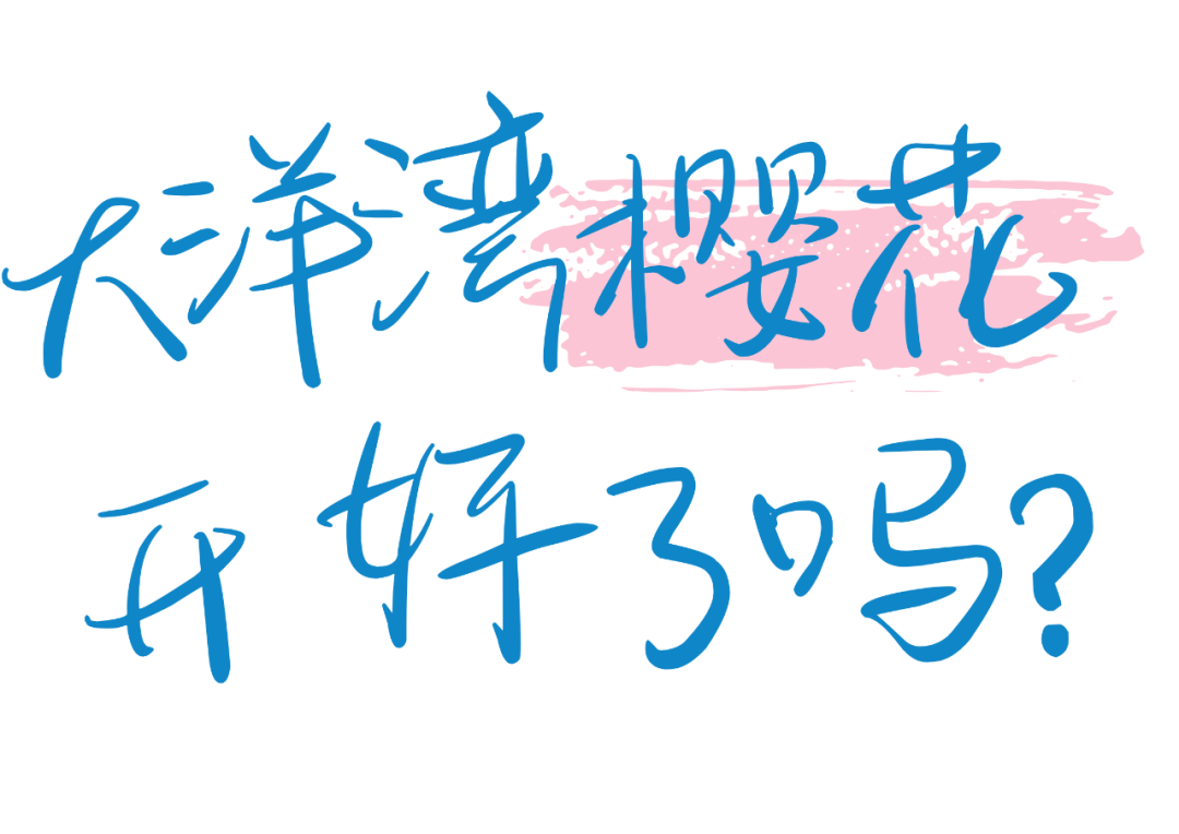 粉蓝色樱花季春游踏青出游活动横版海报 (2).png