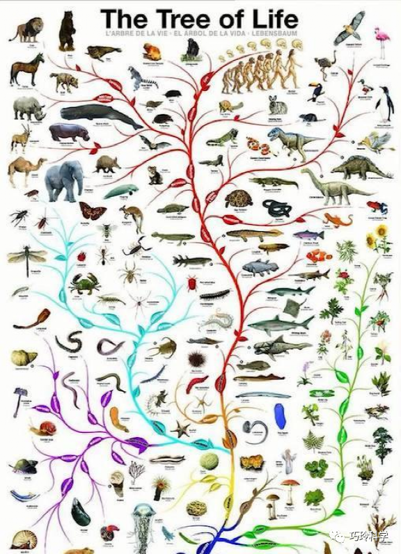 灭绝动物名字图片
