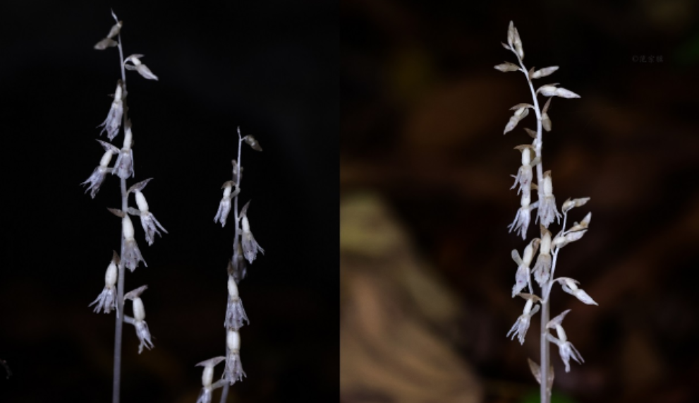 近日，鼎湖山保护区首次发现没有叶绿素的“幽灵兰花”——虎舌兰。范宗骥 摄
