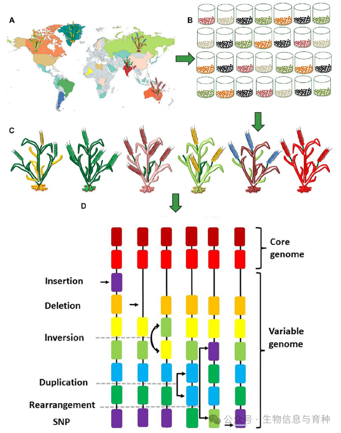 建全球多样性样本的泛基因组。