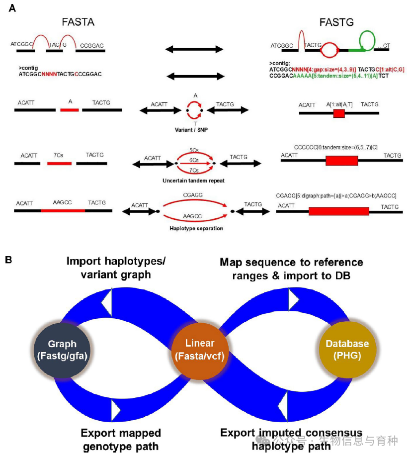 图4. 泛基因组表示中的线性格式和图形格式的比较：A）线性格式和图形格式的序列比较。线性格式（FASTA）在序列位置上，对于单核苷酸多态性（SNP）变异，必须选择一个随机的碱基；对于不确定的重复序列和单倍型模式，只能选择一条路径，而图形格式（FASTG）则能够编码并存储基因组的复杂性。B）泛基因组可以用线性格式、图形格式以及泛基因组哈希图（PHG）表示，且这几种格式可以通过一些额外的步骤相互转换。线性格式可以通过识别单倍型/变异转换为图形格式，并将基因型导出为线性格式。同样地，基于线性格式的参考范围上识别的单倍型列表可以导入到图形格式的PHG数据库中，并可以将推断的共识单倍型路径导回线性格式。